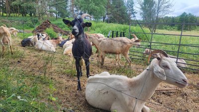 Laužėnų sūrinė – ožkos ganykloje