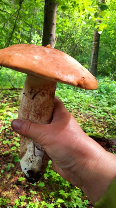 Olga grybus rinko Anykščiuose birželio 12 dieną