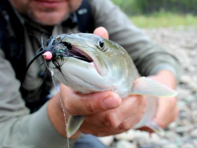 Taimenis susigundęs „strymeriu“