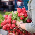 Padvigubinkite derlių: ką sodinti į vieną lysvę su ridikėliais