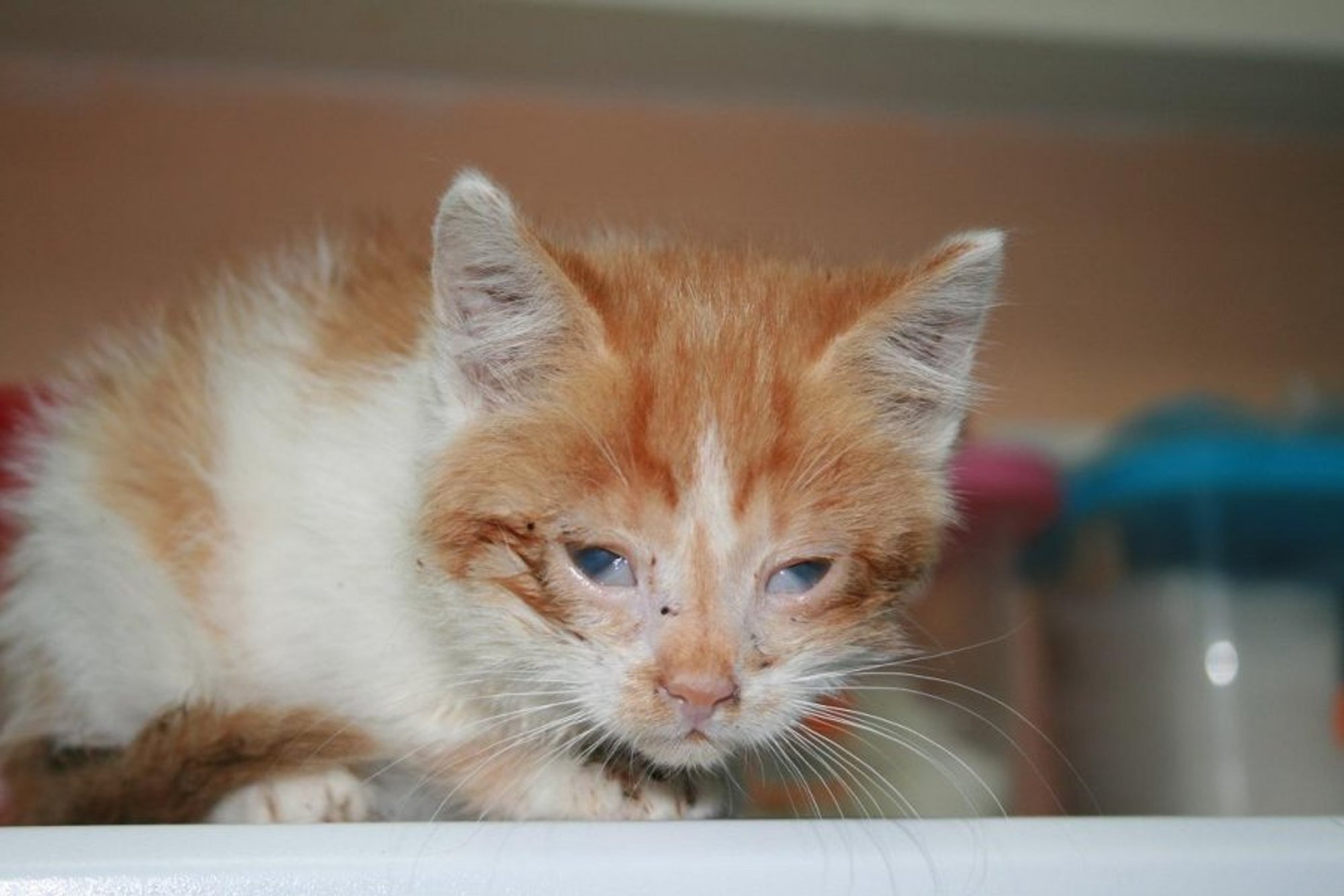 Kačiukas Koriukas – būti ar nebūti? - Delfi kartu