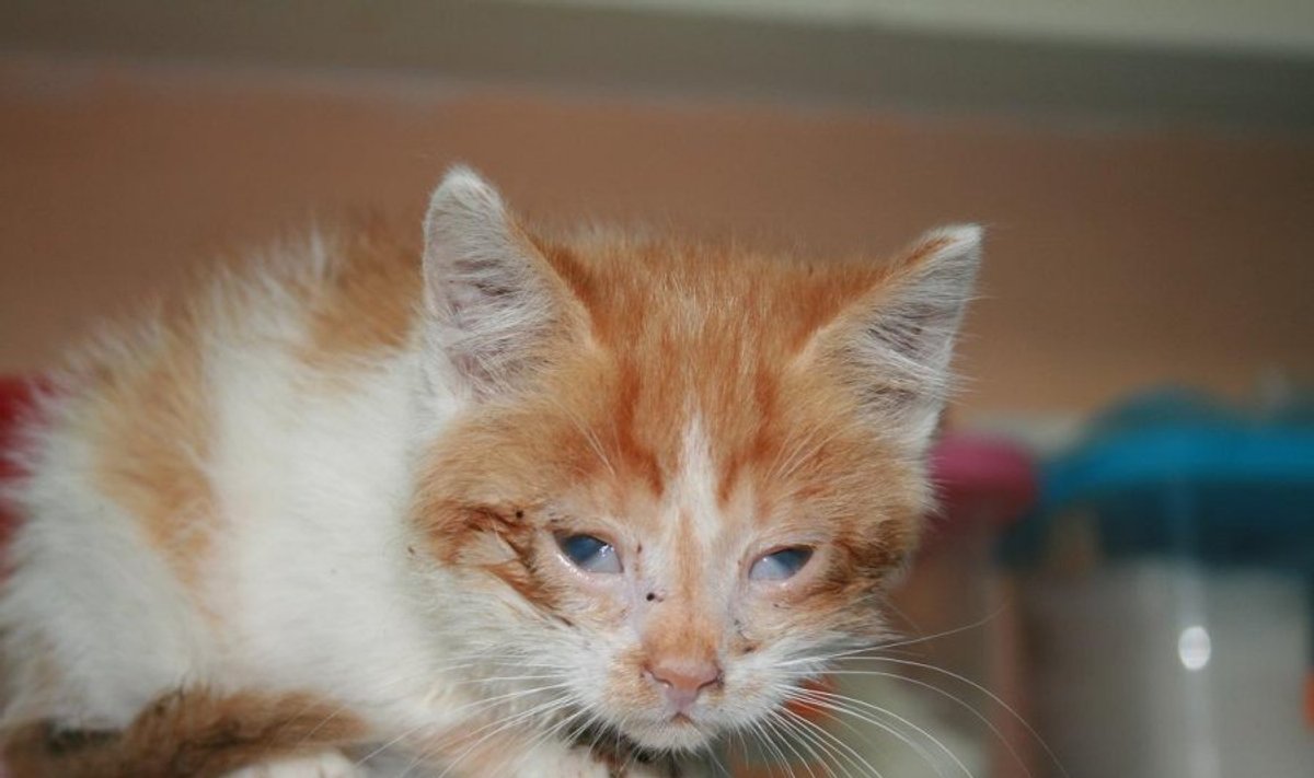 Kačiukas Koriukas – būti ar nebūti? - Delfi kartu