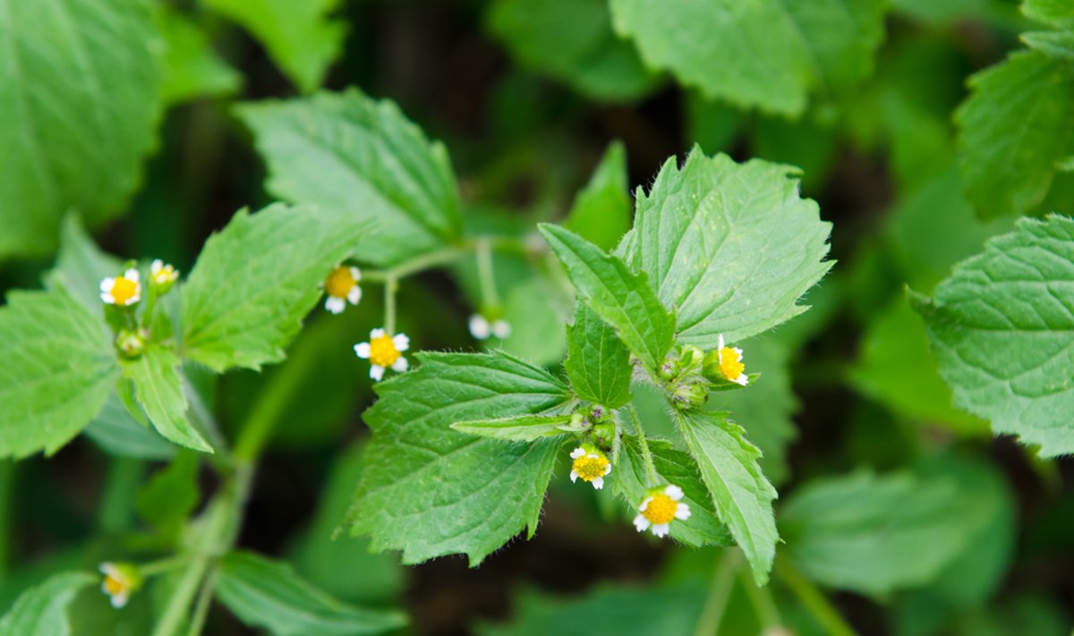 Galinsoga parviflora