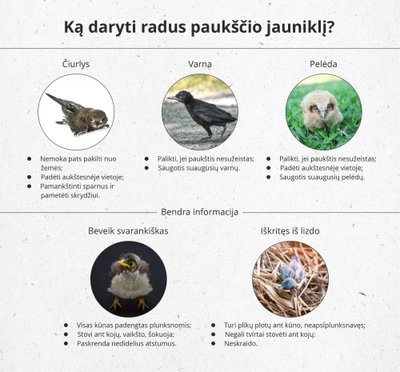 Ką daryti radus paukščio jauniklį?