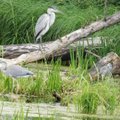 Kėdainiuose apsigyveno pilkieji garniai: fotografai įamžino jų koloniją