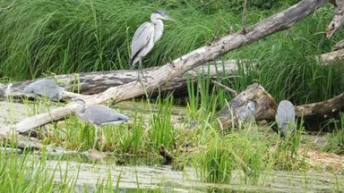 Kėdainiuose apsigyveno pilkieji garniai: fotografai įamžino jų koloniją