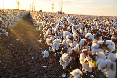 Saulėti medvilnės laukai atrodo įspūdingai, tačiau jiems išauginti reikia didelių kiekių pesticidų. kimberlykv nuotr. 