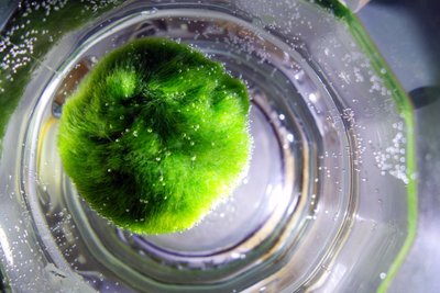 Marimo