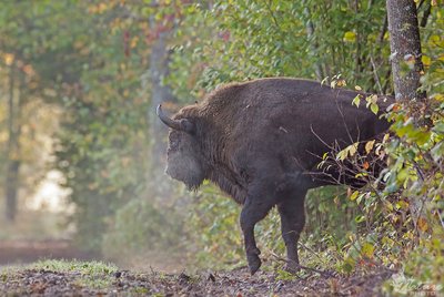 Netikėtai užkluptas laisvėje gyvenantis stumbras