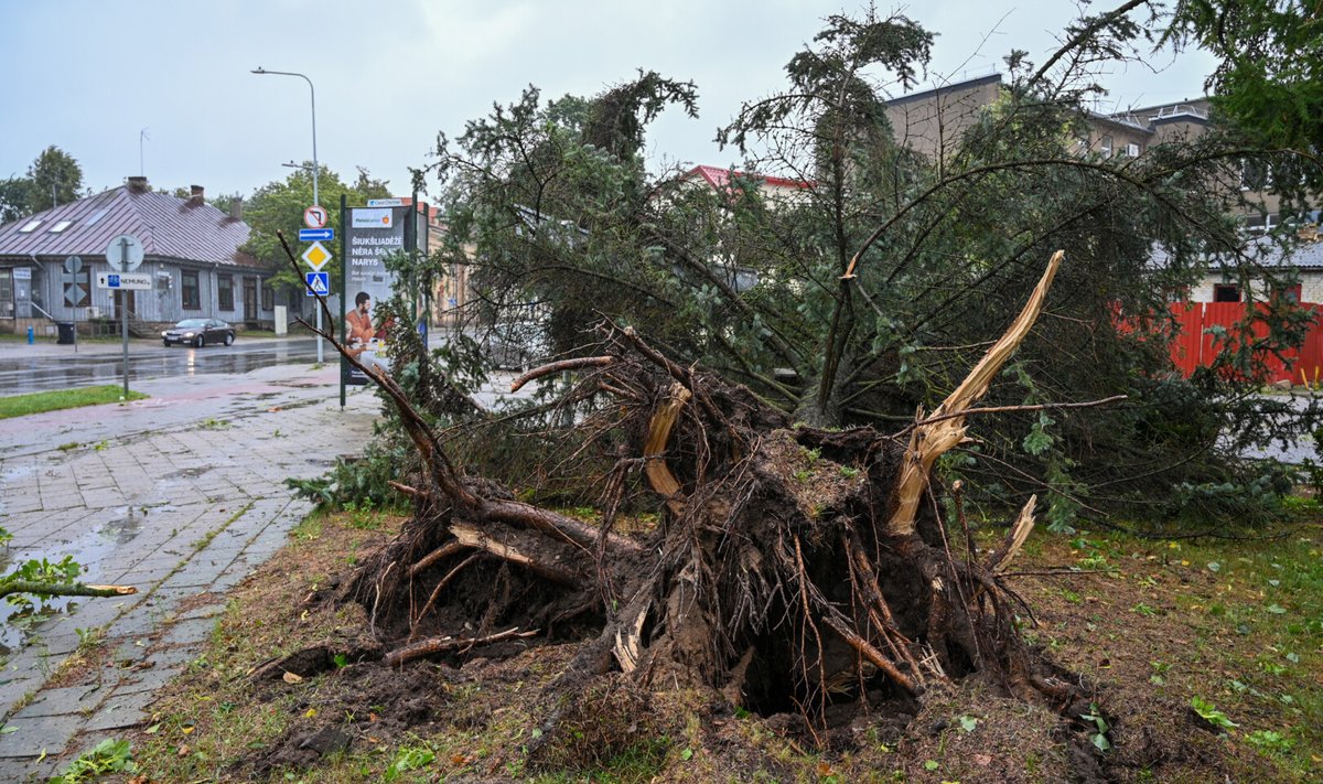 Apie audros nulaužtą medį norėjusi pranešti panevėžietė piktinosi negalėjusi prisiskambinti bendruoju pagalbos telefonu 112