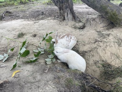 Safari parkas Anykščiuose