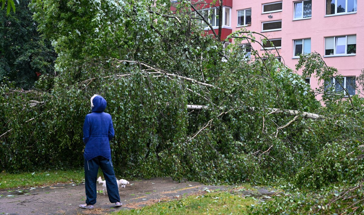 Audros padariniai Panevėžyje: medžiai daugiabučių kiemuose išversti su šaknimis.