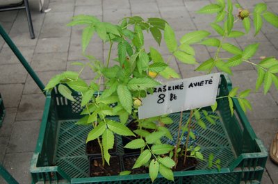 Braškinės avietės daigas (Žemuoginė avietė dar vadinama braškine, šiaurine, šeriuotąja aviete)