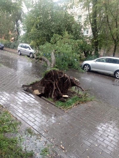 Sekmadienį vėjas vertė medžius