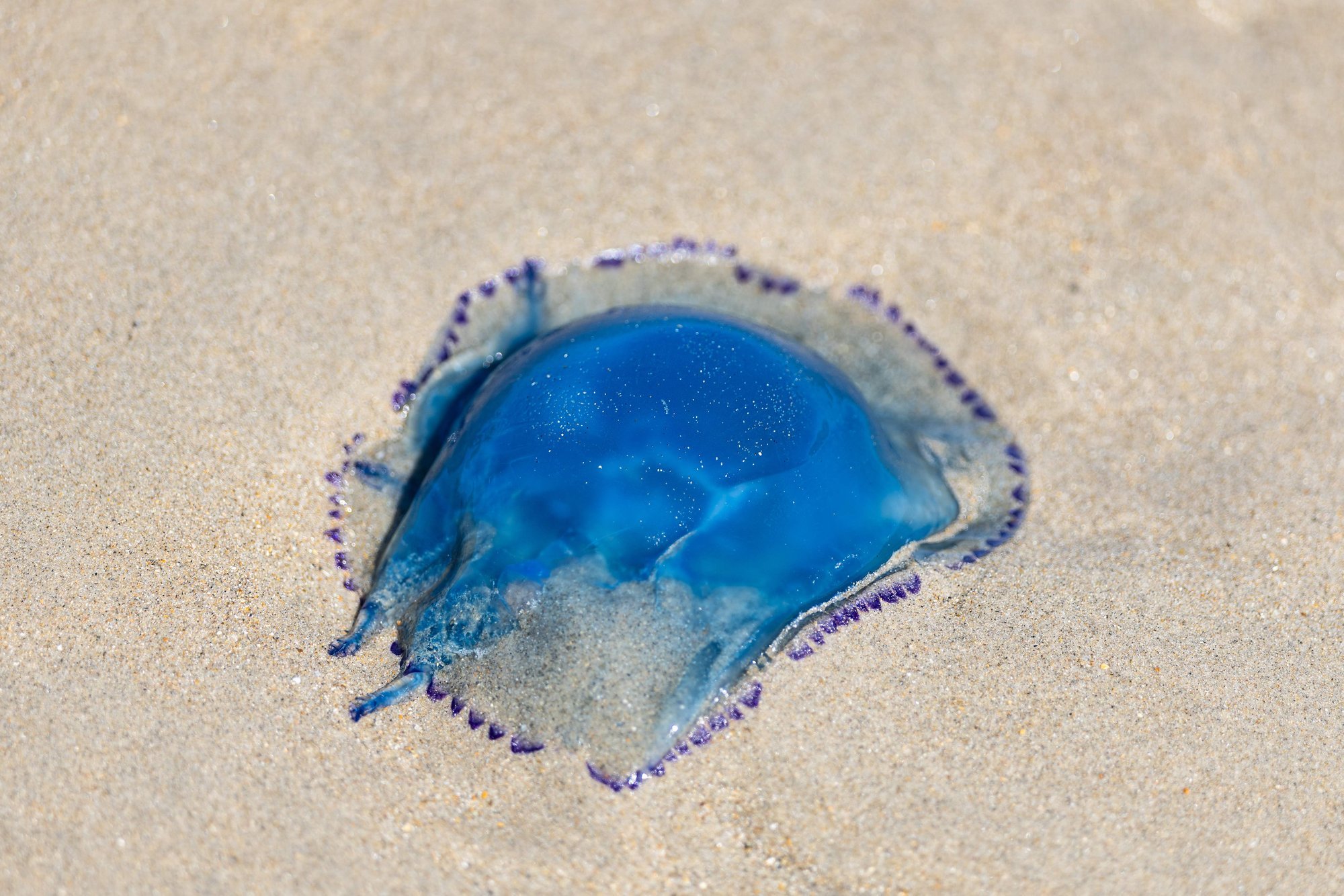 Jellyfish bloom forces shutdown of two reactors at France's Gravelines power plant