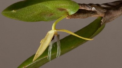 Mokslininkai teigia, jog tai vienintelė atrasta naktį žydinti orchidėja. Karališkųjų Didžiosios Britanijos sodų nuotr.