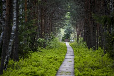 Varnikų pažintinis takas (Laimono Ciūnio nuotr.)