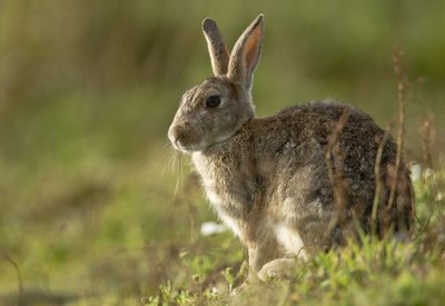 Triušis  (Oryctolagus cuniculus)