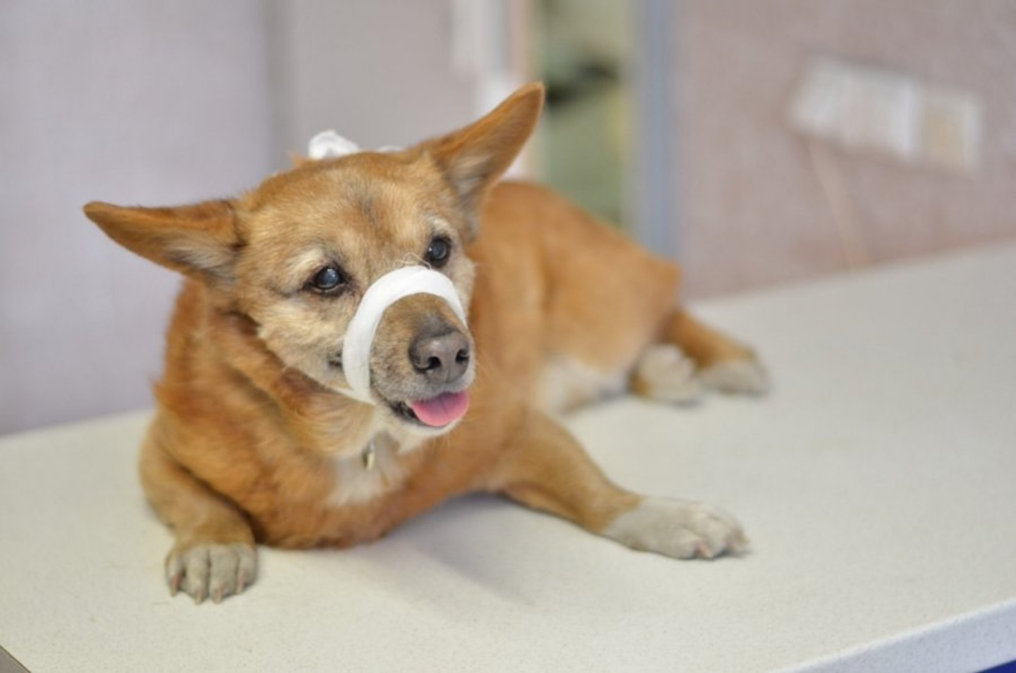 Lazdynuose rastas šuo ieško šeimininkų - Delfi kartu