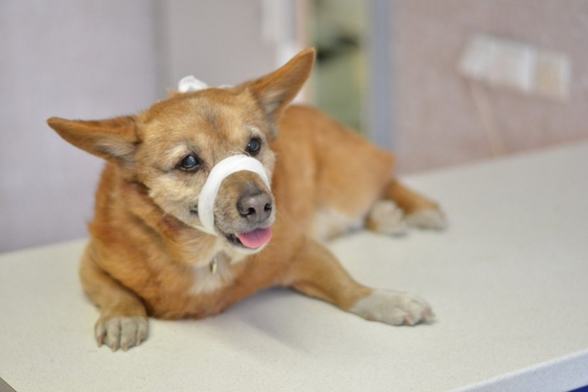 Lazdynuose rastas šuo ieško šeimininkų - Delfi kartu