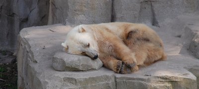 Lokiai, besielgiantys lyg žmonės/ Stefan nuotr.