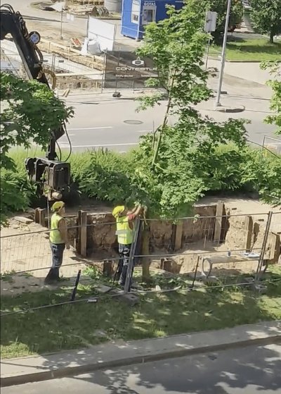 Medis nulaužytomis šakomis