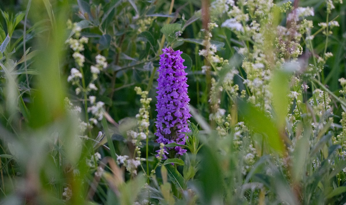 Baltijinė gegūnė 