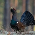 Šie reti ir saugomi paukščiai – tikri mūsų girių karaliai: gamtininkai pasidalijo unikaliais kadrais