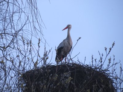 Gandras
