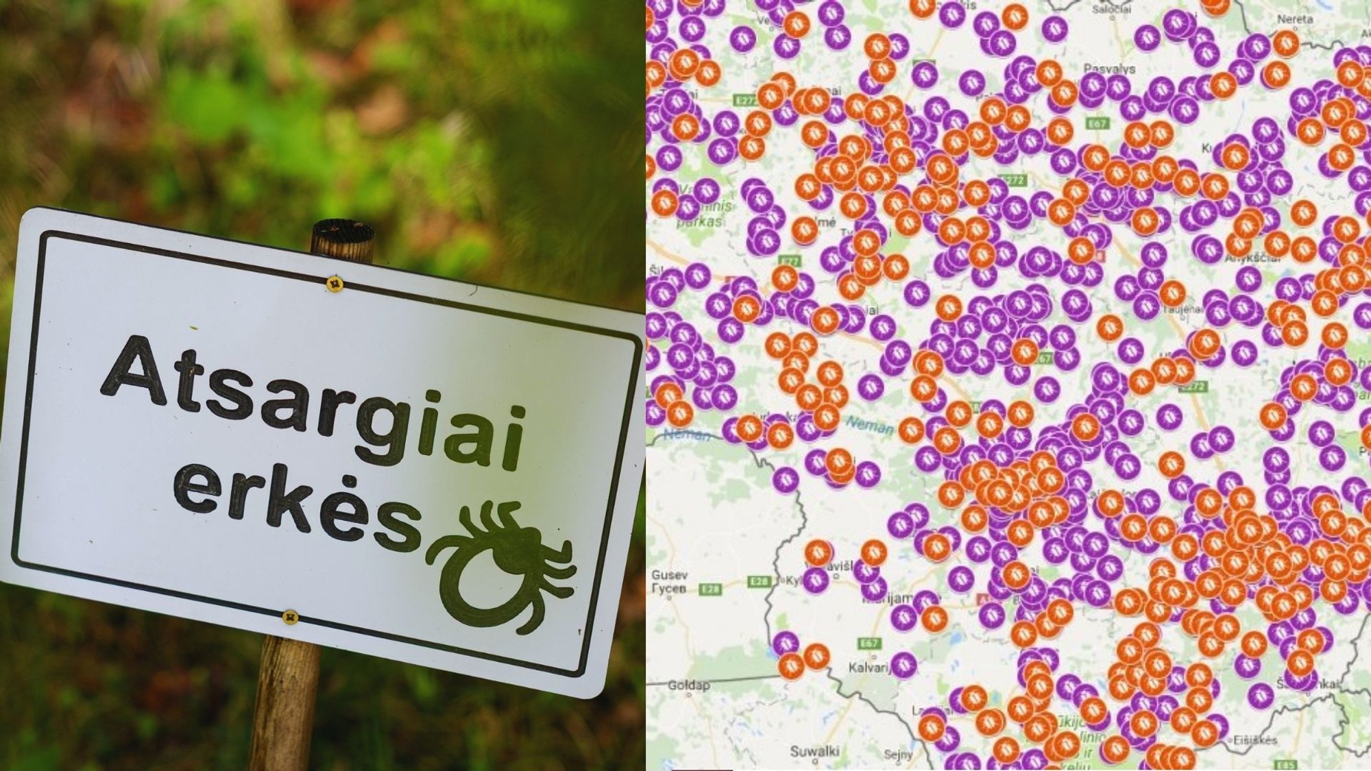 Ticks are active after winter; Utenos region faces highest risk