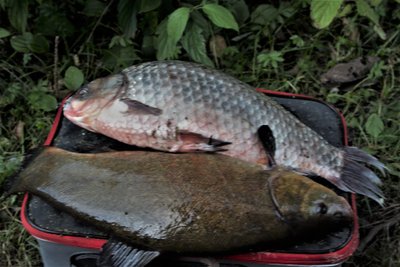 Tą pačią dieną Kauno mariose pagautas 1,5 kg karosas ir 1,4 kg lynas