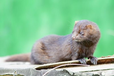 Kanadinė audinė (Mustela vison)