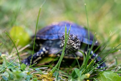 Baliniai vėžliukai