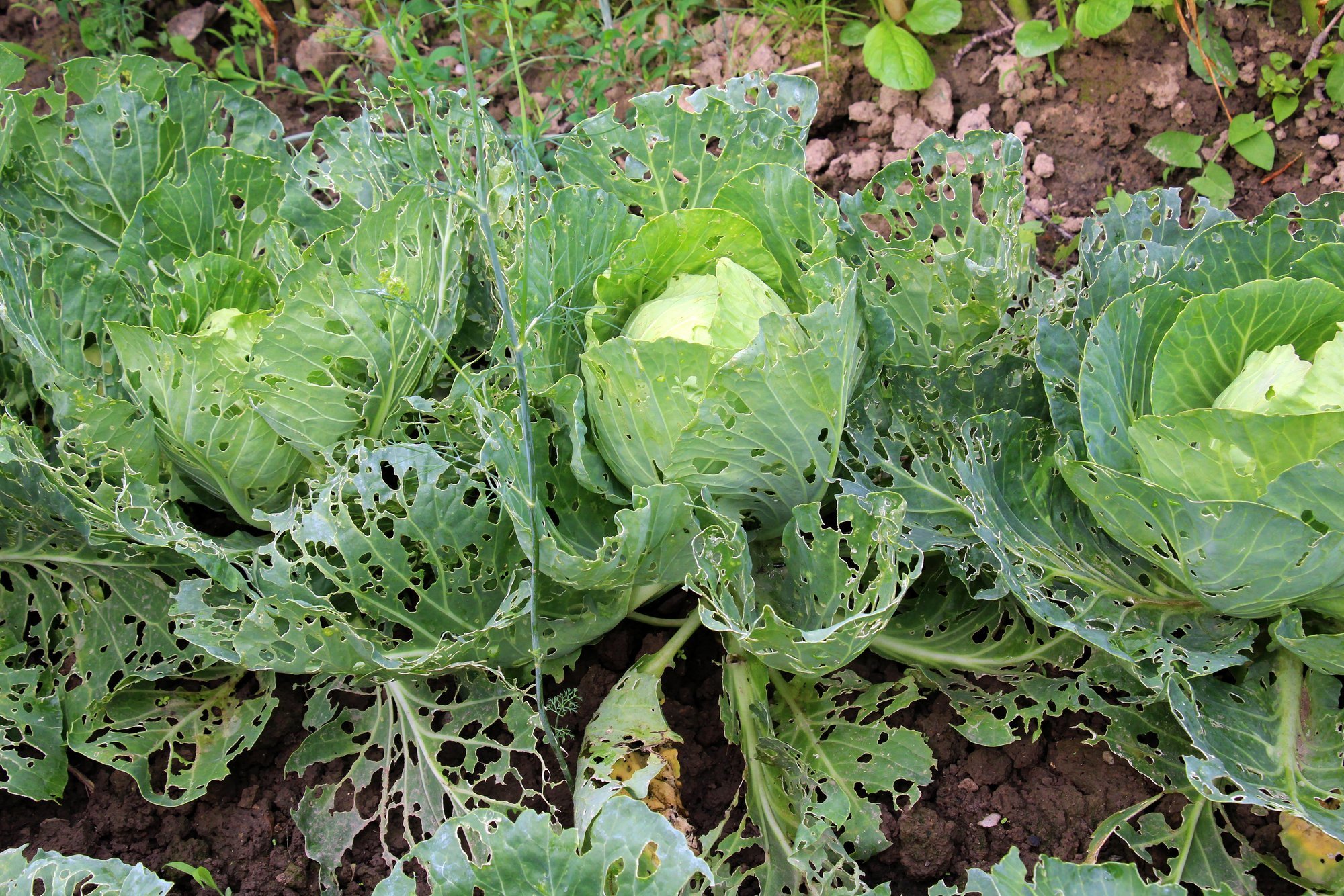 Gardeners' Guide: Natural Remedies to Save Cabbage Crops from Caterpillars