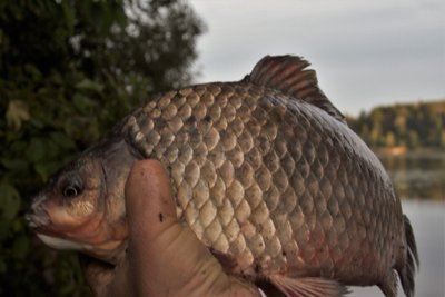 1,5 kg Kauno marių karosas