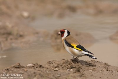 Dagilis (Carduelis carduelis)