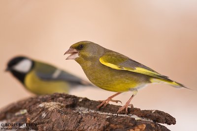 Žaliukė (Carduelis chloris)