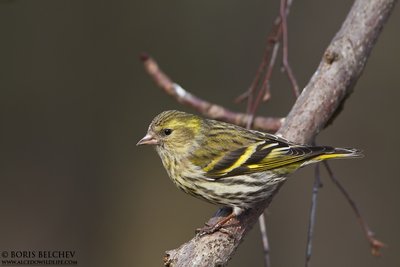 Alksninukas (Carduelis spinus)