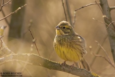 Geltonoji starta (Emberiza citrinella)