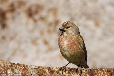 Čivylis (Carduelis cannabina)