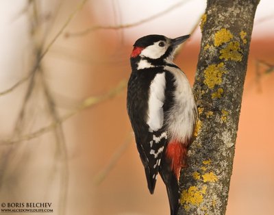 Didysis genys (Dendrocopos major)