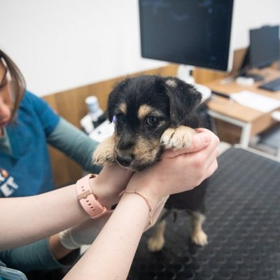 Veterinarai