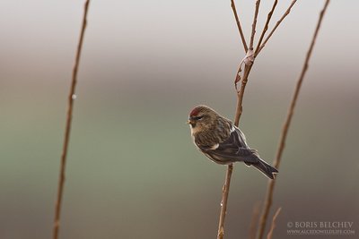 Čimčiakas (Carduelis flammea)