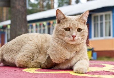 Veterinarų teigimu, gyvūnai puikiai geba gyventi ir su trimis kojomis 