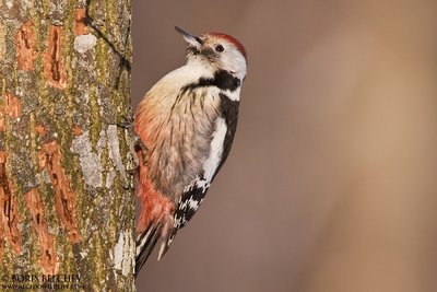 Vidutinis genys (Dendrocopos medius)