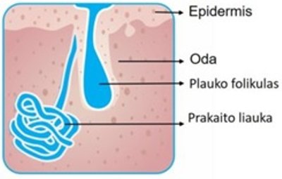 Apokrininė prakaito liauka 