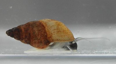 Pietinė dumblasraigė (Potamopyrgus antipodarum)