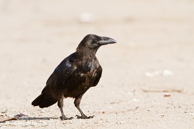 Kranklys (Corvus corax)