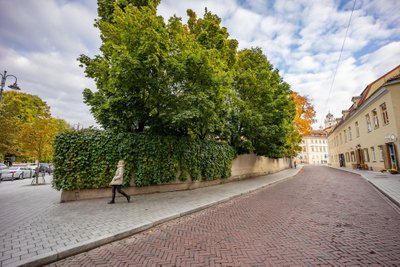 Daugiau nei 115 tūkst. Vilniuje augančių medžių yra įtraukta į saugotinų sąrašą