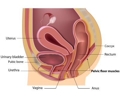 Dubens dugnas (pelvic floor muscles)